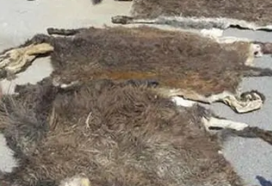 【进口案例】尼日利亚驴皮广州南沙进口报关清关 【进口案例】尼日利亚驴皮广州南沙进口报关清关