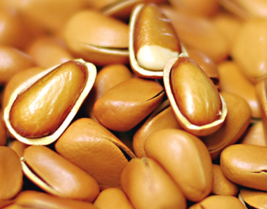 45fc1c4d701f3aa545ee1de89cf450de.png 松子.png