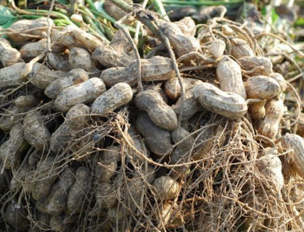 7c28000e5fb3cc79fba8c0527e52bb34.png 花生.png