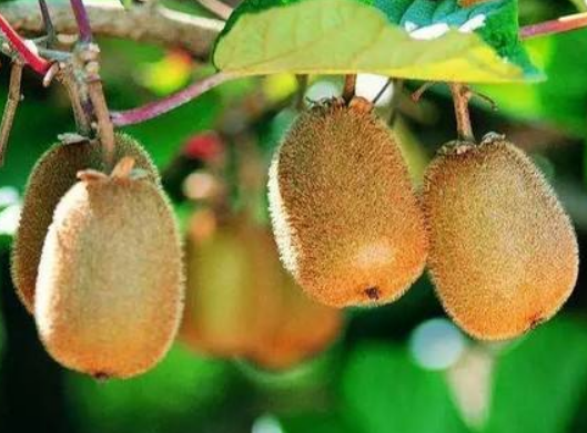 cef785dc27823f5c3f05c775252e6f5c.png 猕猴桃.png