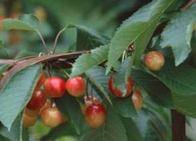 3389cd0be46ac7a8c28c75de318f8225.png 樱桃树.png