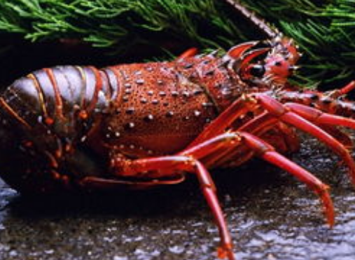 37de4dfd314155bb113c93ae15929516.png 帝王蟹.png