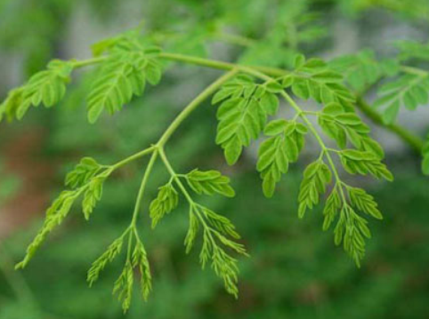 5059820d8164ae91172a44dd2f552e8f.png 辣木叶.png