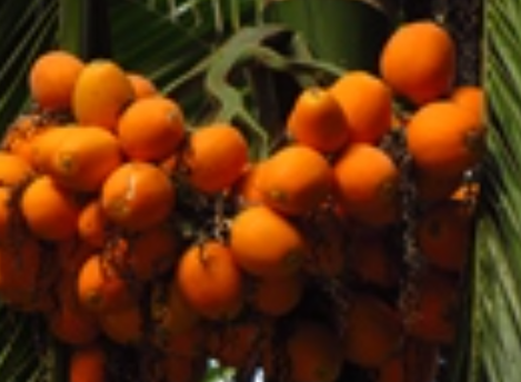 3c77fbc24c9b42cd2f00f860cb73b4c0.png 槟榔.png