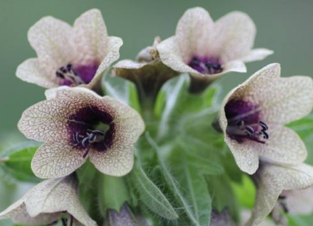 095ad5ff8c2c16d4c6109be9593bee94.png 天仙子.png