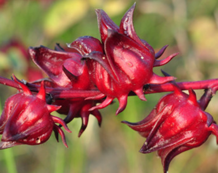 10b396aa4e4e641ad0448e4504283e9e.png 洛神花.png