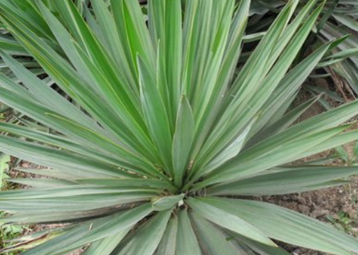 2f90e1c149ae957b9040b4ad0dac742d.png 剑麻.png