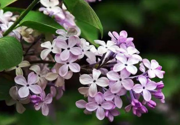 4bd053e85aa3cb9b2ac53b5b4e39aee5.png 丁香.png