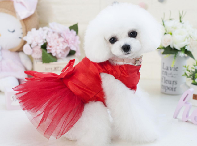 9e95fad0d6a091e9ee85ed161e90ab5a.png 宠物洗护用品.png