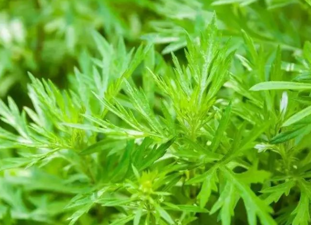 720ee02ad3e5d63c0730cd65e875444a.png 青蒿.png