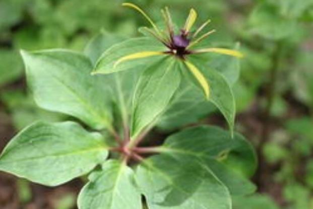 89859cdd1160d57fa39e9b59d31f8ac5.png 重楼.png