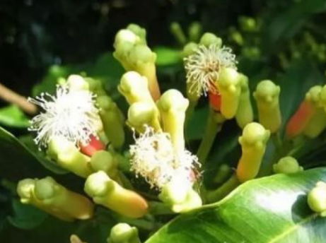 00e7e9a8e659296e9d56f734e89ee38d.png 丁子香.png