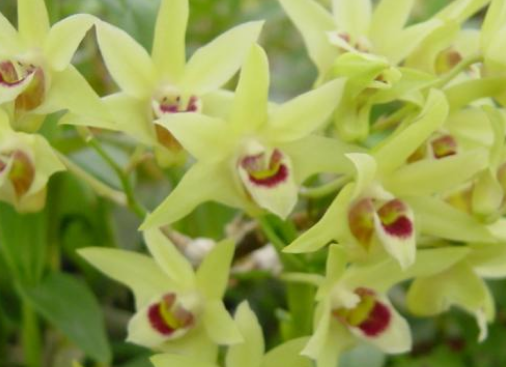 973021ef5420652e86675170634ca17a.png 石斛.png