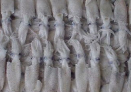 c1084bac3c2f0121874a26109cd717ae.png 冷冻鱿鱼.png