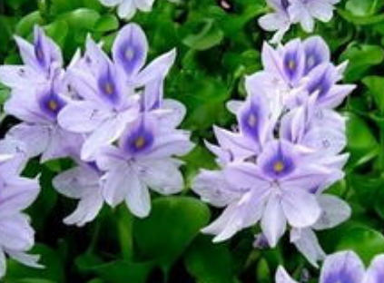 【进口案例】越南干水葫芦黄岛港进口报关清关 【进口案例】越南干水葫芦黄岛港进口报关清关