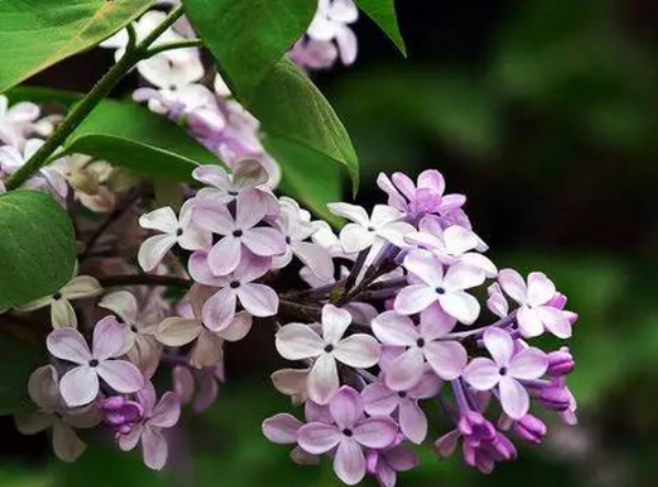 b0095b98f37a380068da2fd64a1f1f51.png 丁香.png