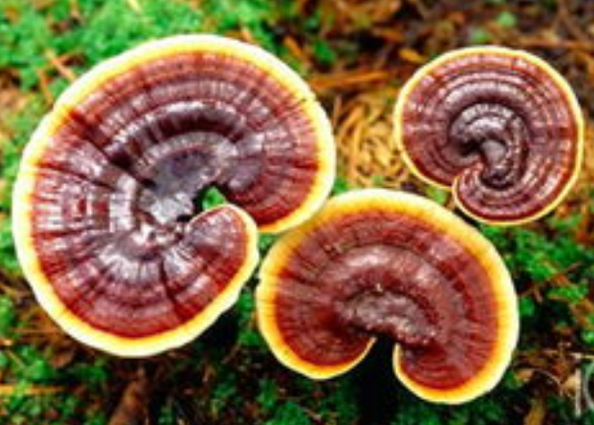 d5758affe9c265f6b99be00cfef479d1.png d5758affe9c265f6b99be00cfef479d1.png