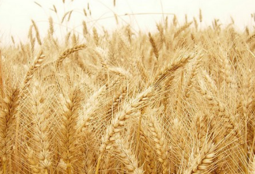 50664535769288a0b84a5e06d864ffdd.png 小麦.png