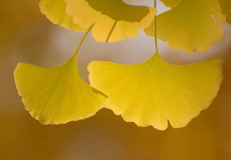 fcd1cad12c37c280191127e4e86556b7.png fcd1cad12c37c280191127e4e86556b7.png