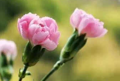 0e8f238e93709c19d628cd36b92eae90.png 康乃馨.png