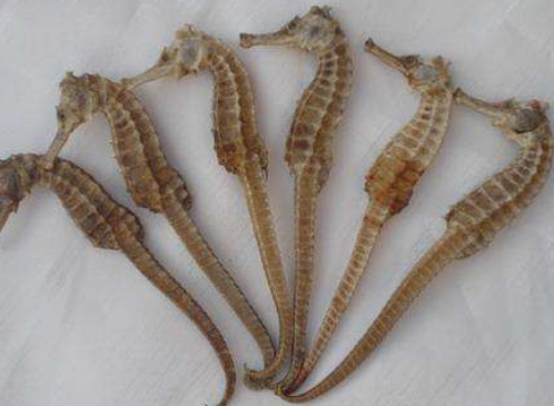 453de933ee023168d755fd11b254b5cf.png 干海马.png