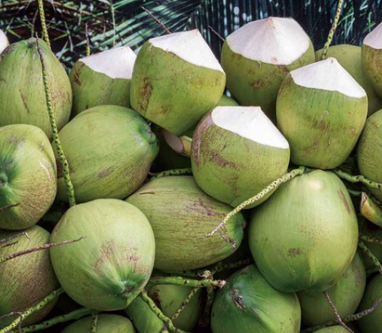 鲜椰子进口上海清关,码头办单送货 鲜椰子进口上海清关,码头办单送货