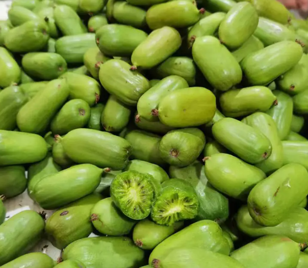 海关总署公告2024年第73号(关于进口新西兰鲜食软枣猕猴桃植物检疫要求的公告) 海关总署公告2024年第73号(关于进口新西兰鲜食软枣猕猴桃植物检疫要求的公告)