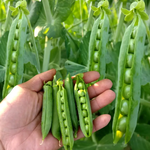 政策解读-海关总署关于进口波兰菜豆检验检疫要求的公告 政策解读-海关总署关于进口波兰菜豆检验检疫要求的公告