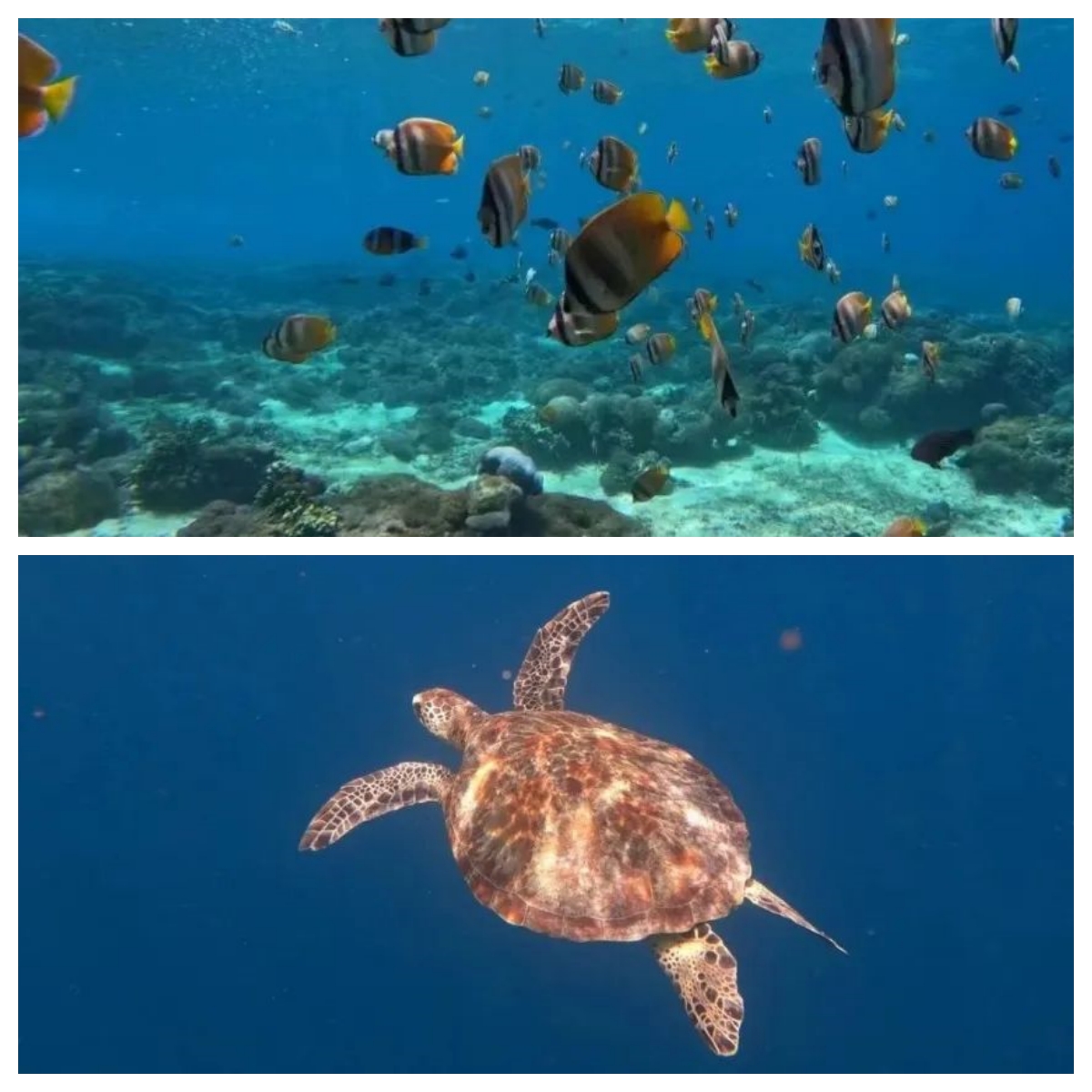 d9ee40deea095eaf3f0df2421c9314ff.jpg 图1.jpg