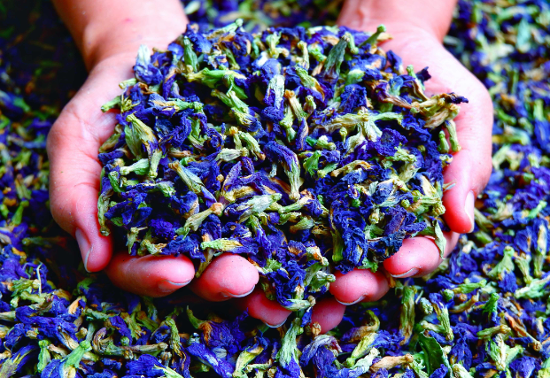 蝶豆花进口清关知识及相关流程要素 蝶豆花进口清关知识及相关流程要素