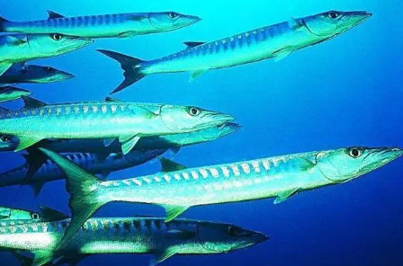 2ebc10b1b645c8c58e60477841f64a19.jpg 分叉带鱼.jpg