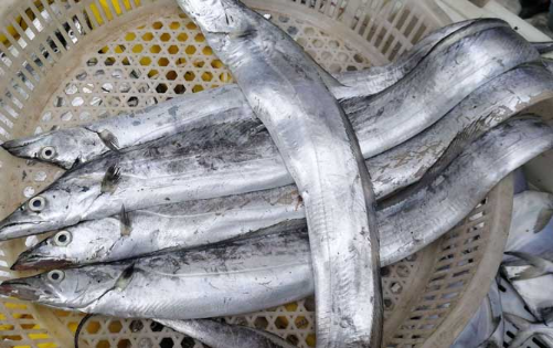 8450c0d0b3aa5c91d8a26259ef441647.jpg 深海带鱼.jpg