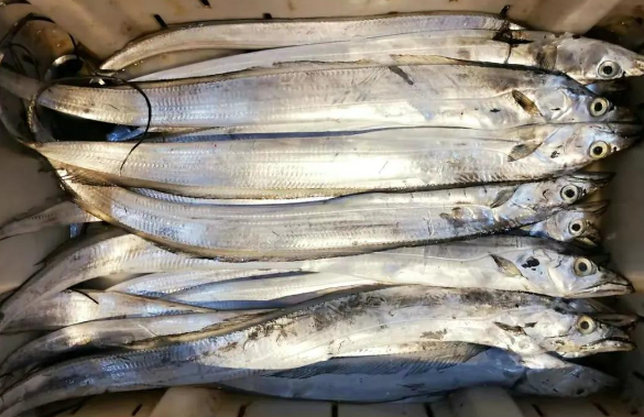 a0160c6b930e72817fdffbe06f930746.jpg 短带鱼.jpg