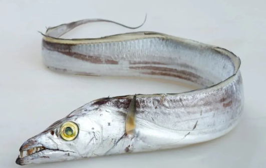 f15542df1e308cc74ed3d2deb3da63e8.jpg 白带鱼.jpg