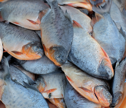 海关总署关于进口老挝养殖水产品检验和卫生要求的公告政策解读 海关总署关于进口老挝养殖水产品检验和卫生要求的公告政策解读