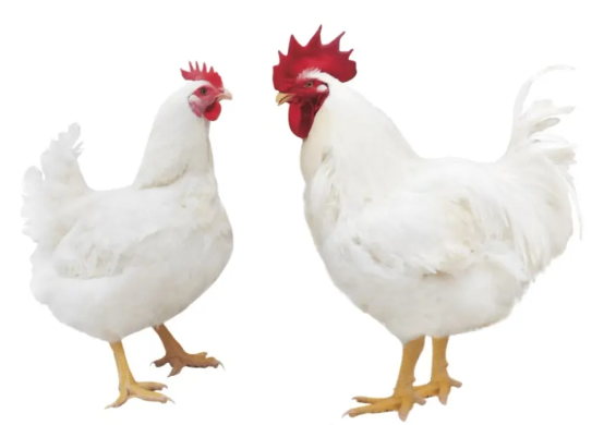 7cb0584654820d7078e79932431e2fcd.png 鸡肉2.png