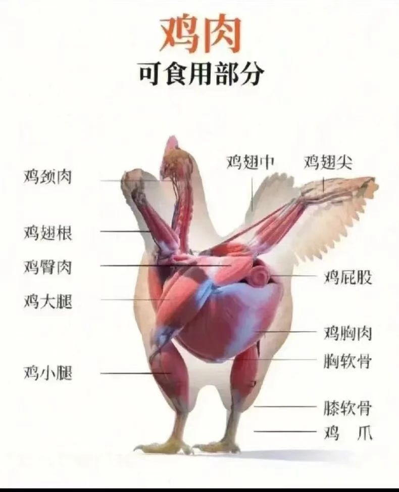 e953cb8159b0a22df592824717d7b9f3.jpg 鸡肉4.jpg