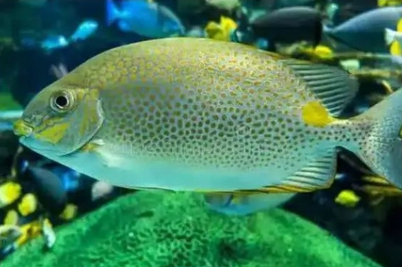 政策解读|海关总署关于进口希腊野生水产品检验检疫和兽医卫生要求的公告 政策解读|海关总署关于进口希腊野生水产品检验检疫和兽医卫生要求的公告