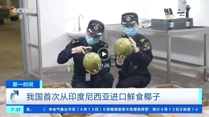 69370c59d4bdd96ff12c0ec2ddfabce5.jpg 椰子图1.jpg