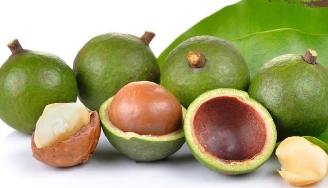 政策解读 | 马拉维夏威夷果输华检验检疫和卫生要求 政策解读 | 马拉维夏威夷果输华检验检疫和卫生要求