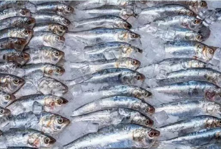 解读 | 海关总署关于进口新西兰野生水产品检验检疫和卫生要求的公告 解读 | 海关总署关于进口新西兰野生水产品检验检疫和卫生要求的公告