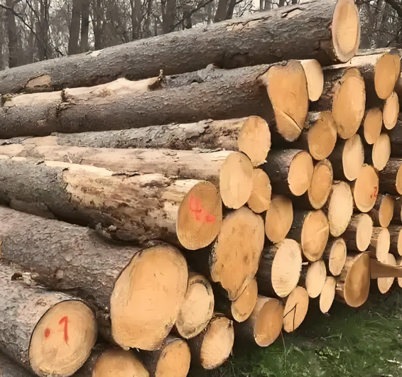 【进口知识】木材进口知识知多少 【进口知识】木材进口知识知多少