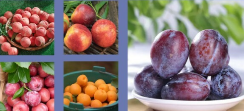 政策解读 | 海关总署关于进口南非鲜食核果植物检疫要求的公告 政策解读 | 海关总署关于进口南非鲜食核果植物检疫要求的公告