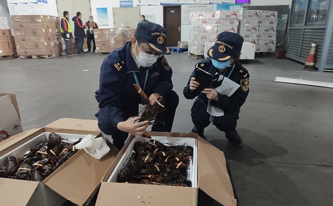 龙虾进口报关 龙虾进口报关