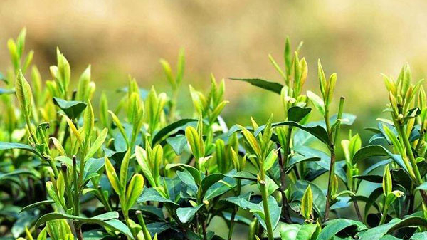 茶叶进口报关代理 茶叶进口报关代理