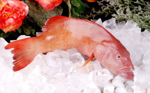 冷冻海鲜空运进口 冷冻海鲜空运进口