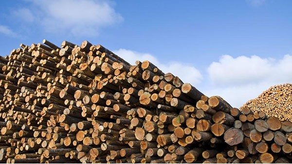 木材进口报关 木材进口报关
