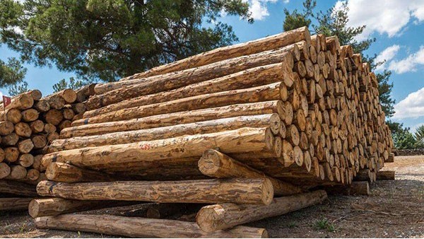 东莞木材进口报关 东莞木材进口报关