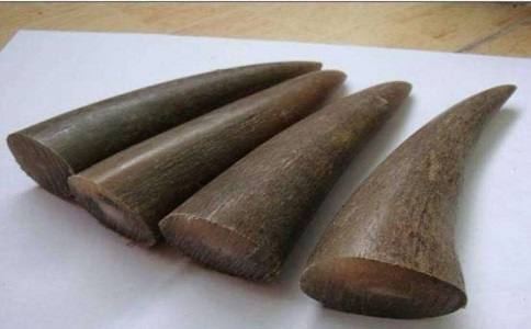 进口牛角 进口牛角