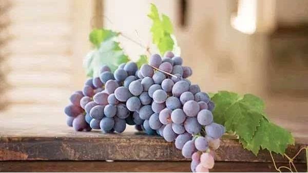 东莞葡萄进口报关 东莞葡萄进口报关